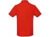 Polo bio homem Cores